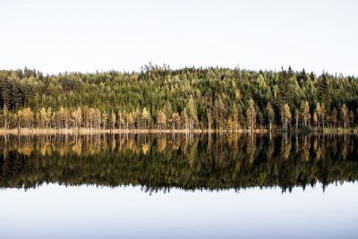 Metsämaisema heijastuu järven pinnasta