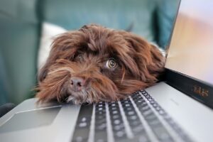 Koira nojailee tietokoneen näppäimistöön.